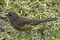 Pipilo erythrophthalmus